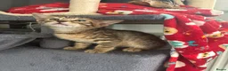 Bengal cats for sale: 🐾Stunning Bengal Kittens ready for Loving Homes🐾 - Advert 26