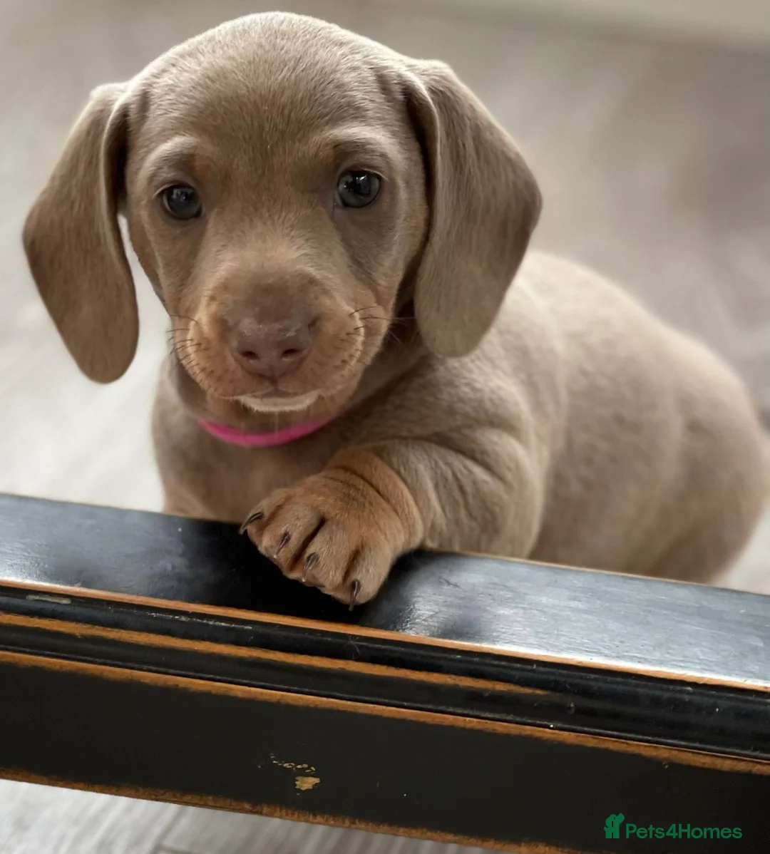 Miniature Dachshund dogs for sale: KC Miniature Female Isabella&Tan Dapple - Advert 9