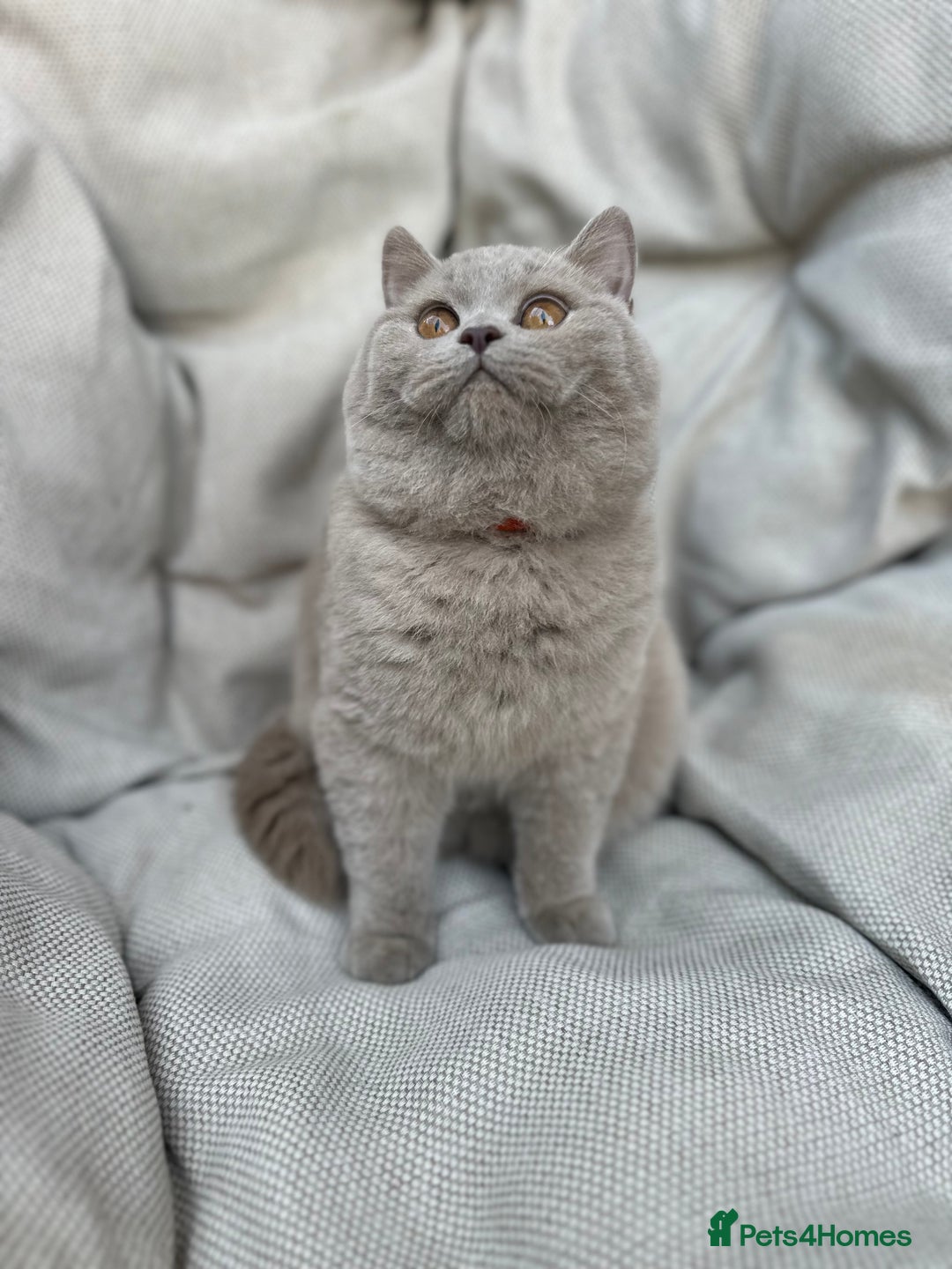 British Shorthair cats for sale: Ready British Shorthair Chunky Kittens - Advert 31