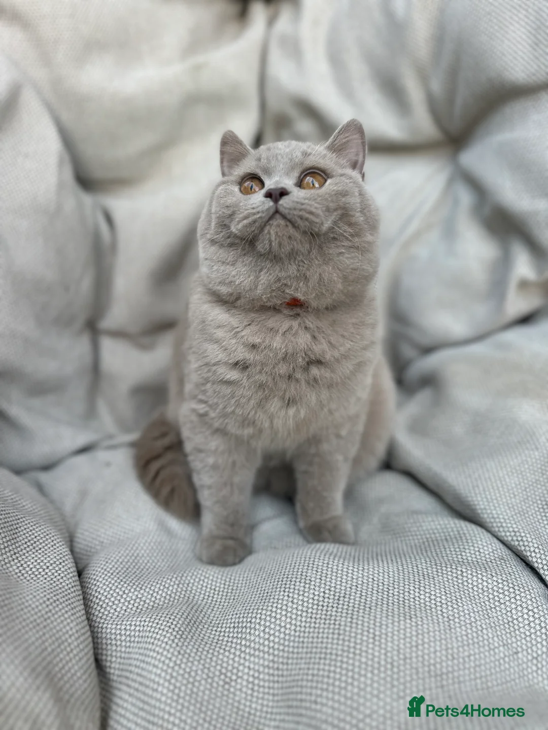 British Shorthair cats for sale: Ready British Shorthair Chunky Kittens - Advert 17