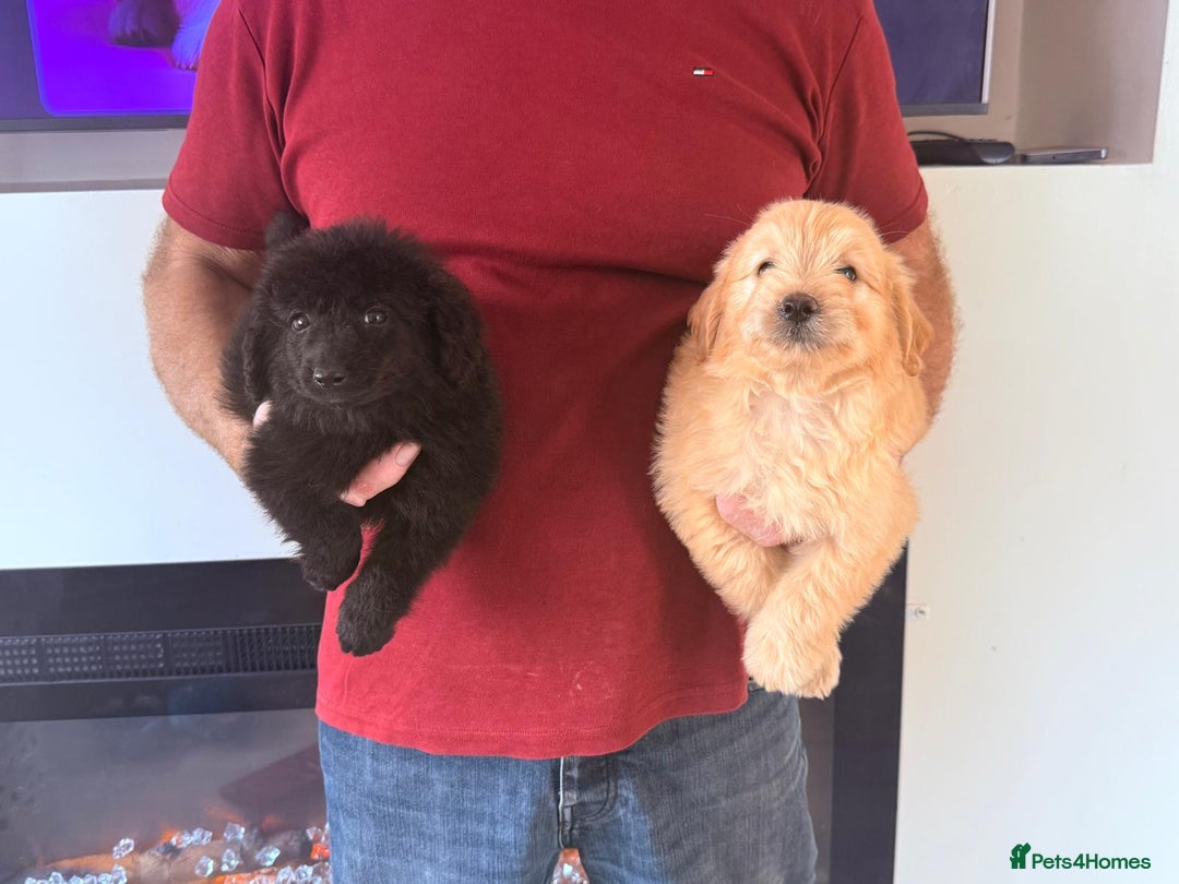 Cockapoo dogs for sale: Cockapoo puppies for sale  - Image 7