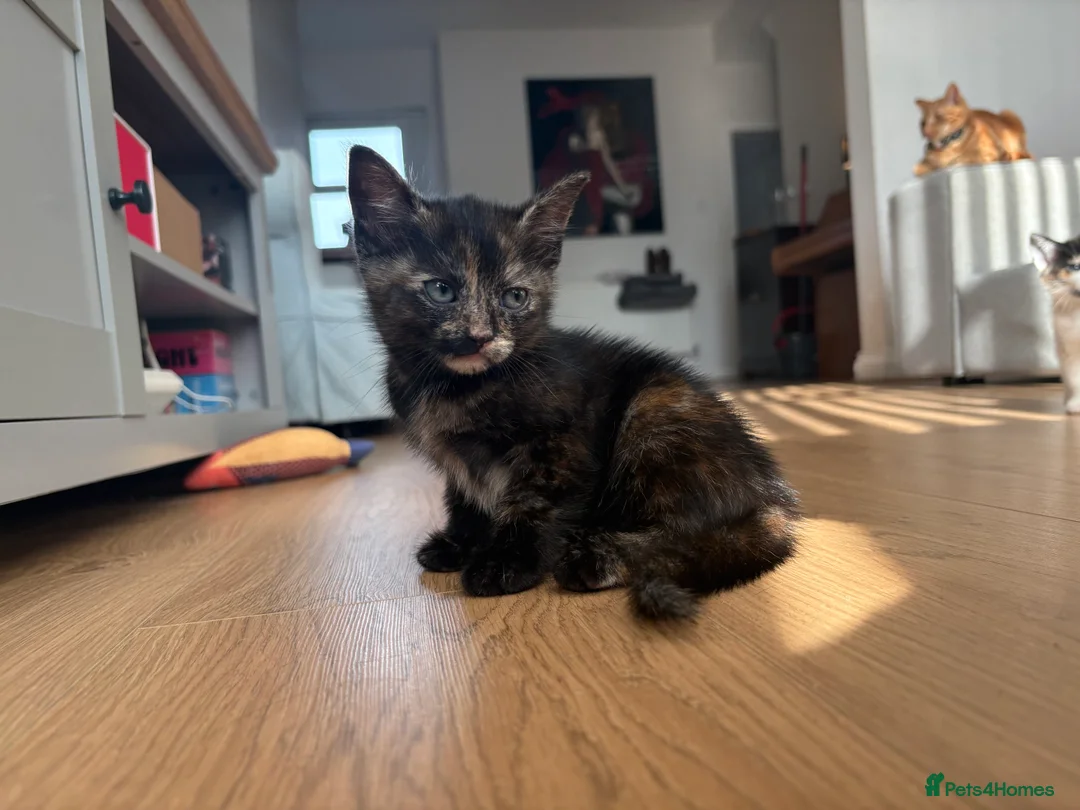 Mixed Breed cats for sale: 5 Moggy Kittens  - Advert 2