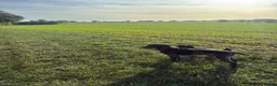 German Shorthaired Pointer dogs for adoption: Roza is looking for her forever home  in Hemel Hempstead - Advert 15