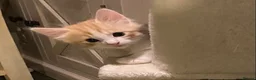 Ragdoll cats for sale: Adorable, Affectionate Part Ragdoll Kittens - Advert 14