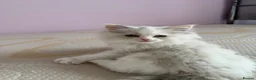 Ragdoll cats for sale: 2 GCCF Registered Ragdoll Kittens – Champion Lines - Advert 6