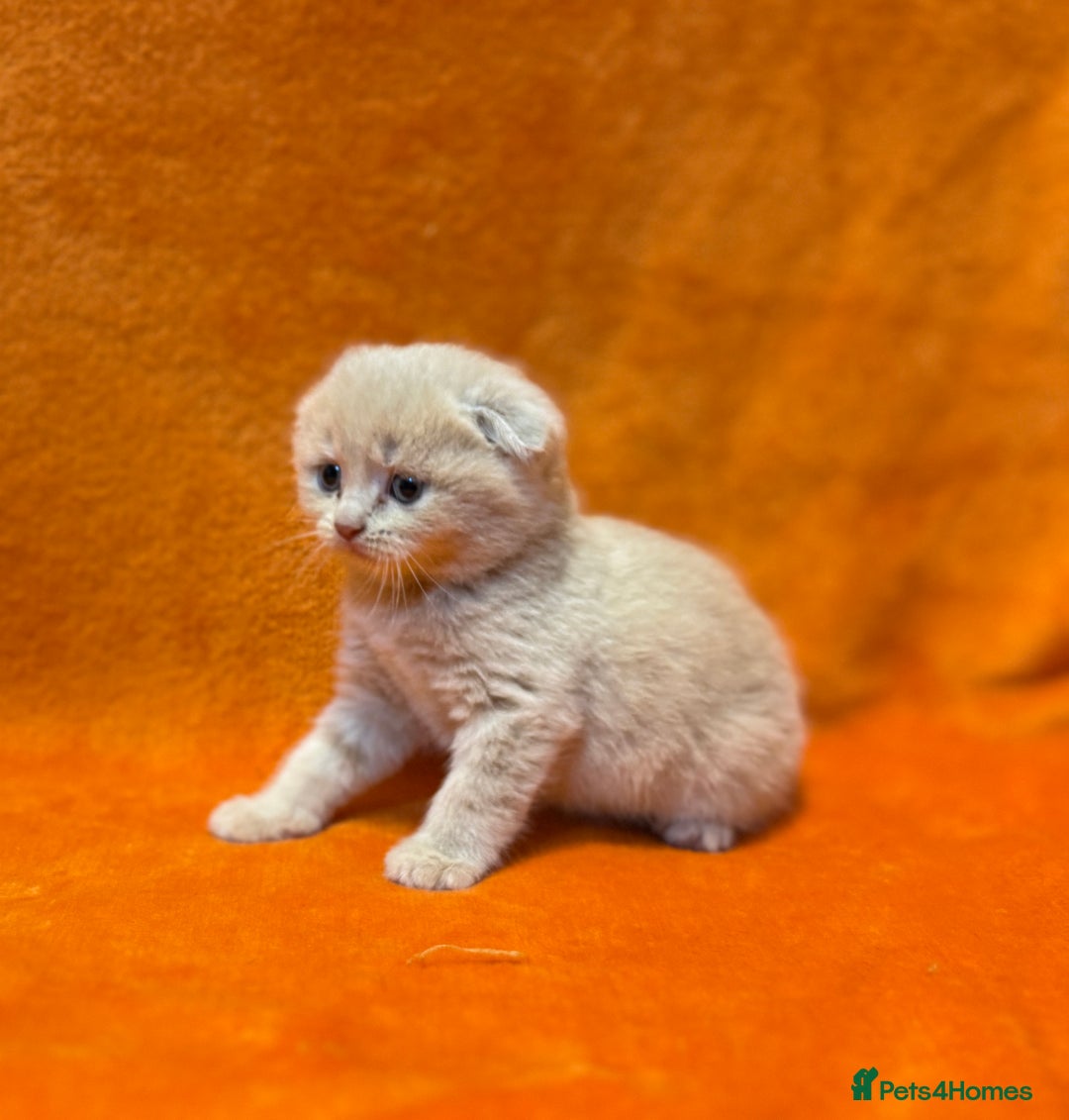 Scottish Fold cats for sale: 🩵Gorgeous Scottish Fold and Straight kittens 🩷 - Advert 5