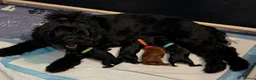 Cockapoo dogs for sale: F1B Cockapoo Puppies - Advert 11