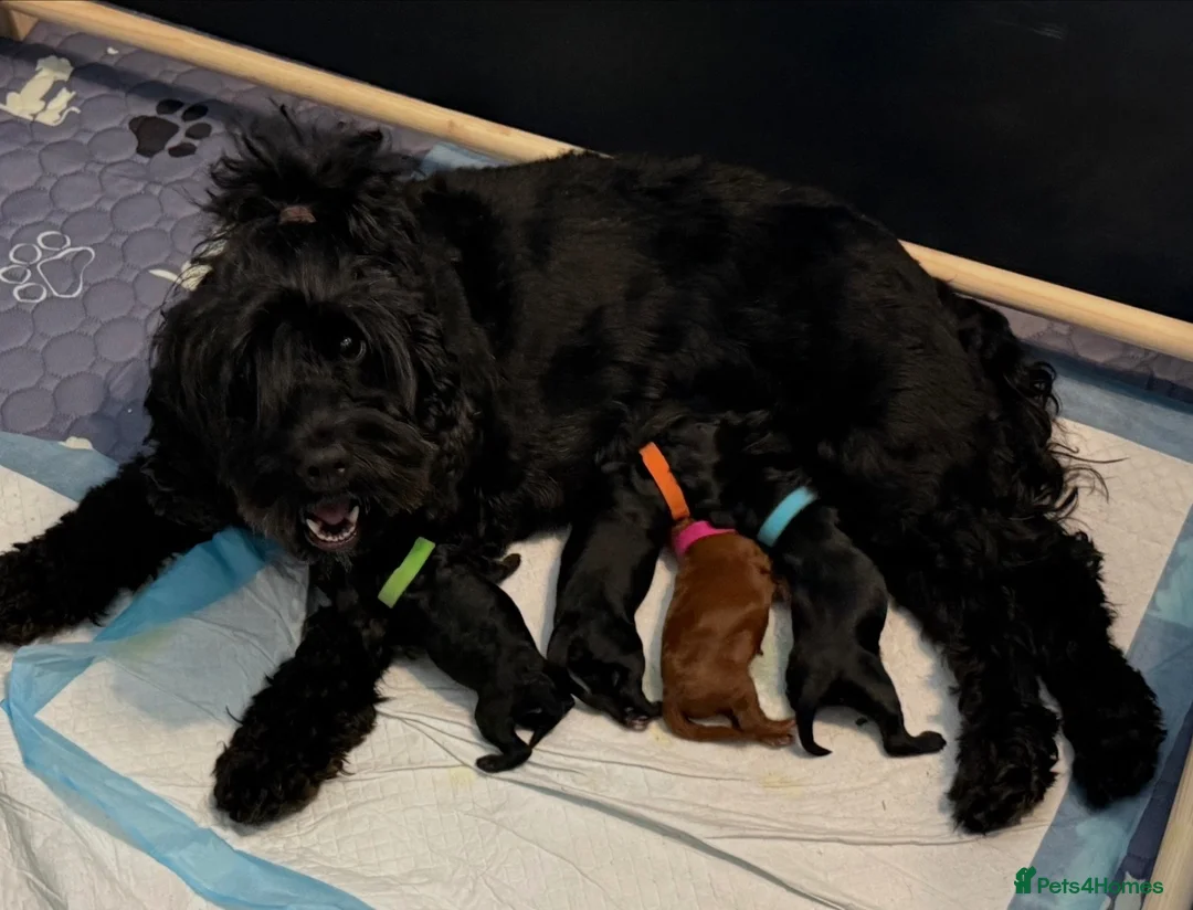 Cockapoo dogs for sale: F1B Cockapoo Puppies - Advert 11