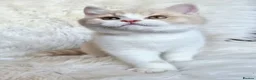 British Shorthair cats for sale: Gorgeous British shorthair kittens  - Advert 10