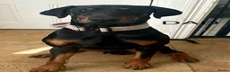 Dobermann dogs for sale: Doberman puppies boys only - Advert 9