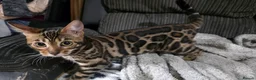 Bengal cats for sale: Pedigree brown and blue rosetted bengals - Advert 6