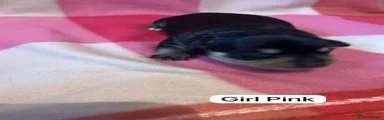 Girl Pink