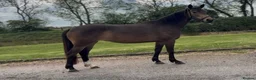 Cleveland Bay horses for sale: Bambi  in Nuneaton - Advert 2