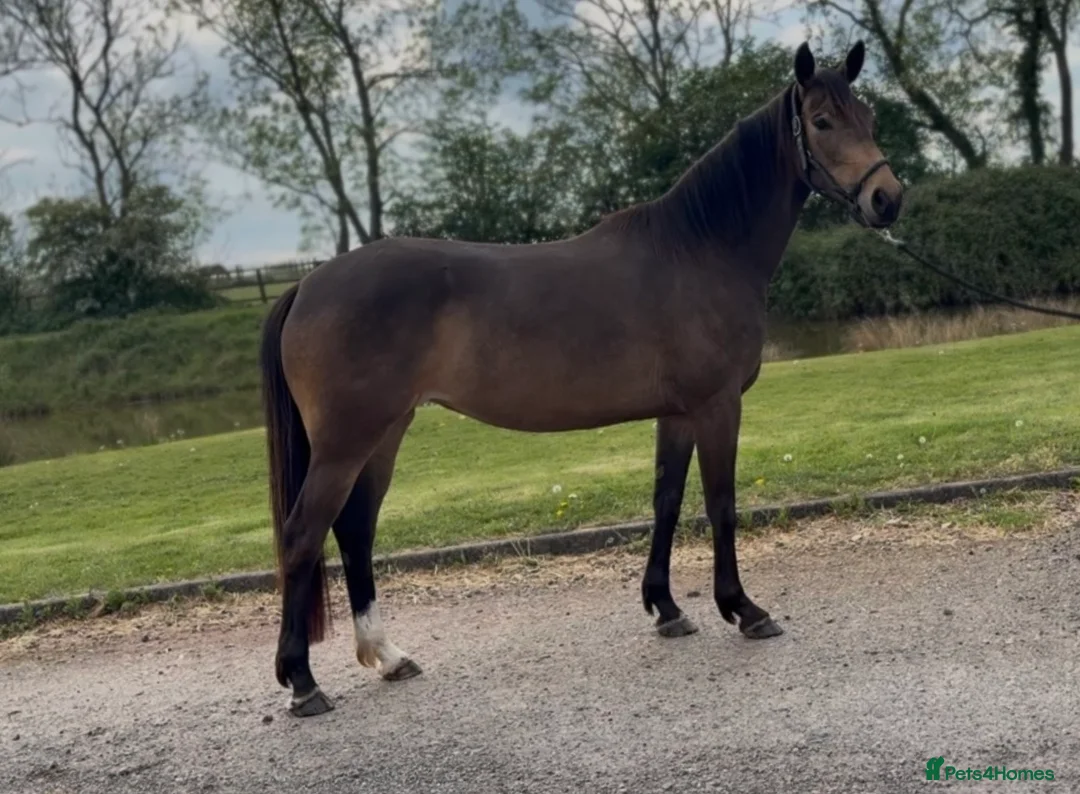 Cleveland Bay horses for sale: Bambi  in Nuneaton - Advert 2