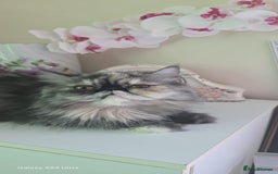 Persian cats for sale: Two beautiful MALE kittens 🐈‍⬛ 🐈‍⬛  - Image 11