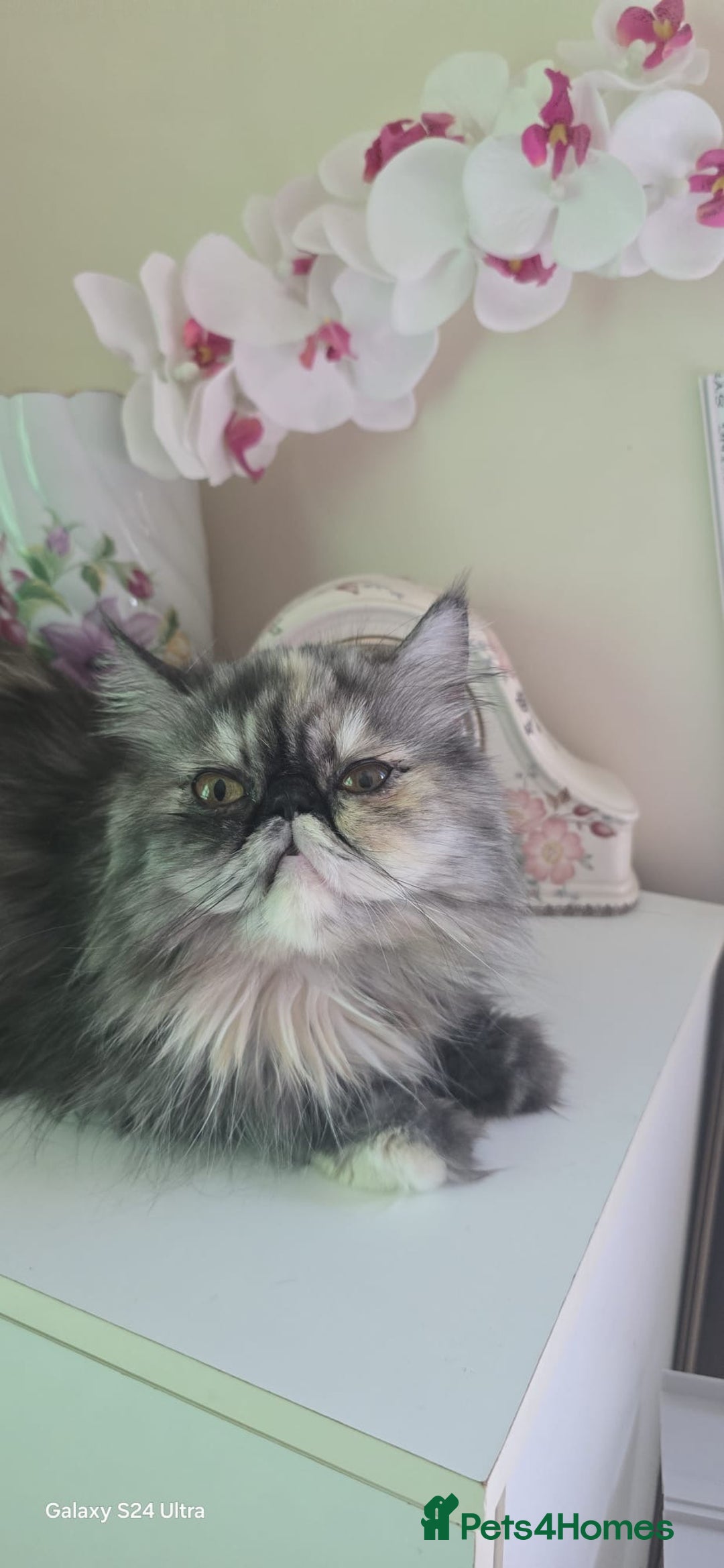 Persian cats for sale: Two beautiful MALE kittens 🐈‍⬛ 🐈‍⬛  - Image 11