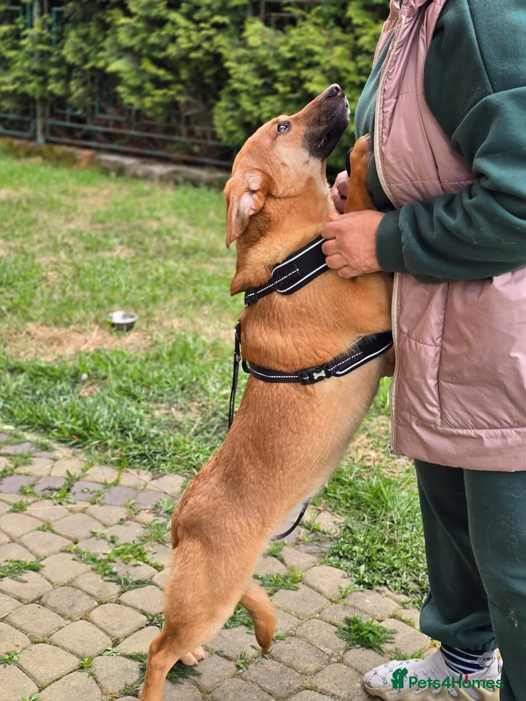 Mixed Breed dogs for adoption: 💙🐶 YARKO in Burton-on-Trent - Advert 23