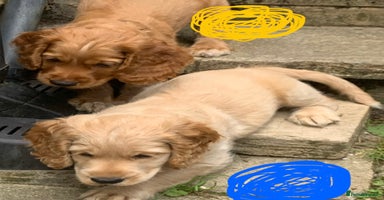 Cockapoo dogs - Advert 3