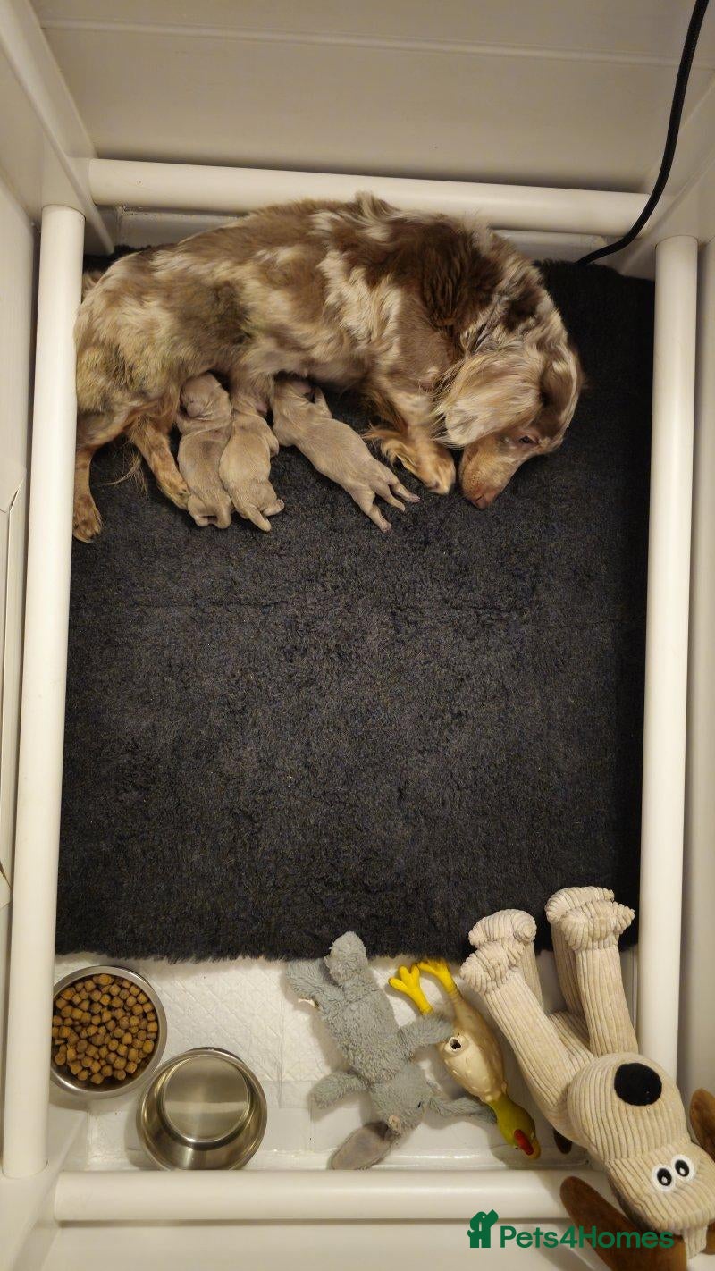 Miniature Dachshund dogs Gorgeous Miniature Dachshund Puppies 1 Boy,2 Girls - Advert 3