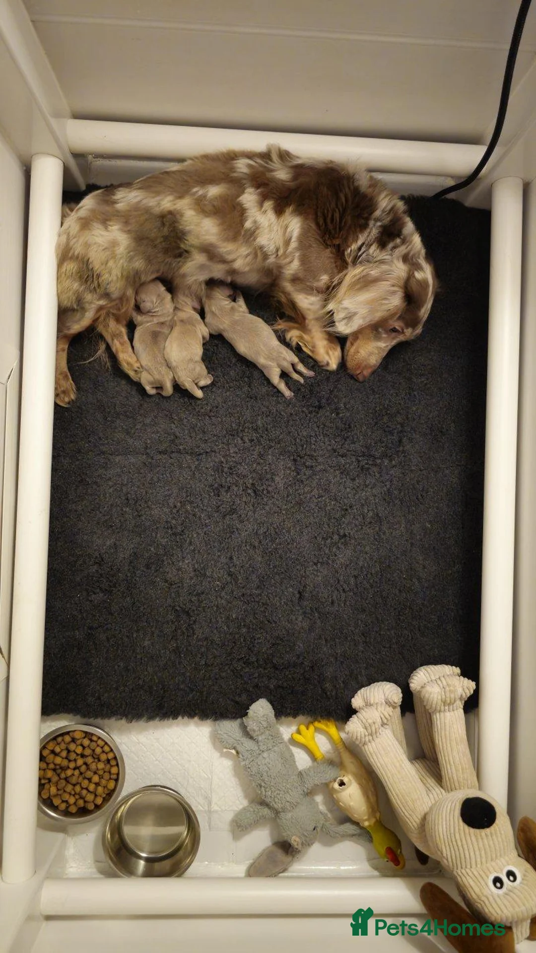 Miniature Dachshund dogs for sale: Gorgeous Miniature Dachshund Puppies 1 Boy,2 Girls in Waltham Cross - Advert 1