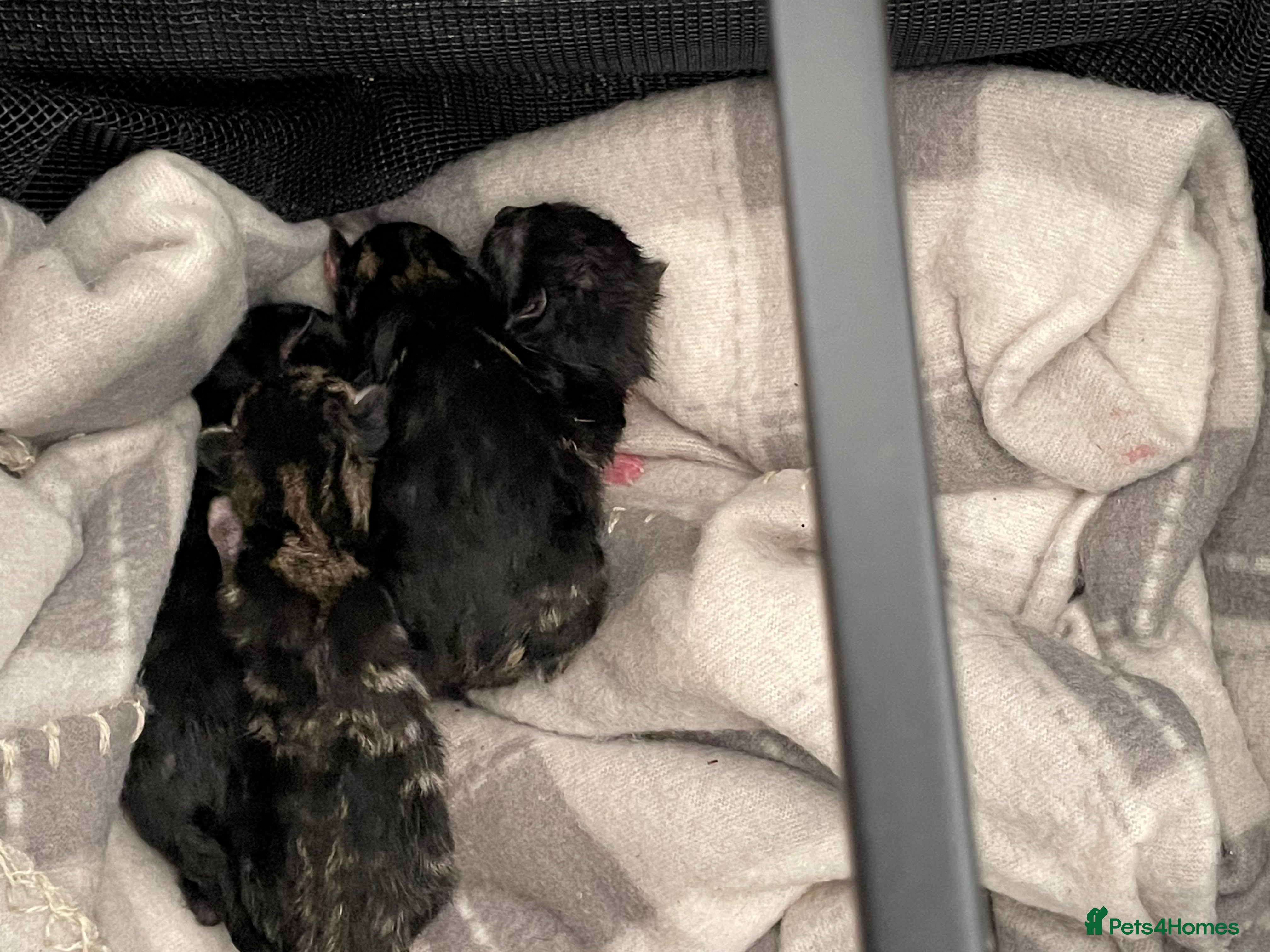 Mixed Breed cats 4 kittens don’t know gender yet  - Advert 1