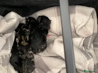 Mixed Breed cats 4 kittens don’t know gender yet - Advert 1