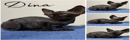 Sphynx cats for sale: Canadian Sphynx TICA REG  - Advert 5