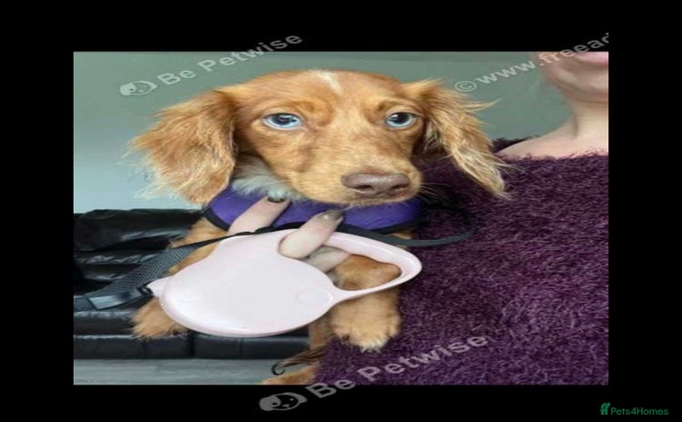 Miniature Dachshund dogs - Advert 4