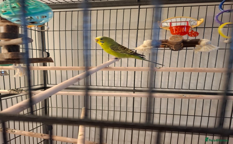 Budgerigars birds Male budgie cage and accessories  - Advert 1