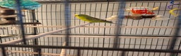 Budgerigars birds for sale: Male budgie cage and accessories  - Advert 1