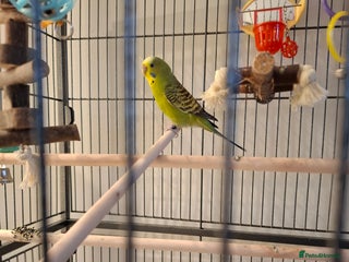 Budgerigars birds Male budgie cage and accessories - Advert 1