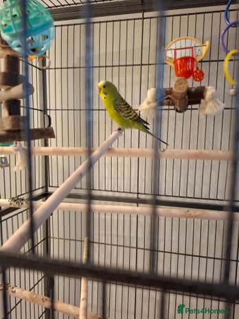 Budgerigars birds Male budgie cage and accessories - Advert 1