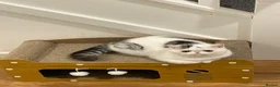 Exotic cats for sale: Gorgeous GCCF reg. Exotic kittens - Advert 3