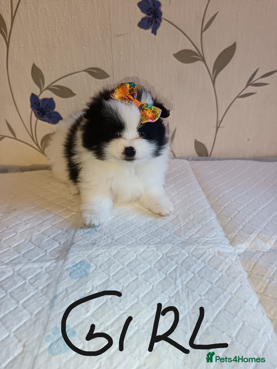 Pomeranian dogs for sale: Barnsley  - Advert 25