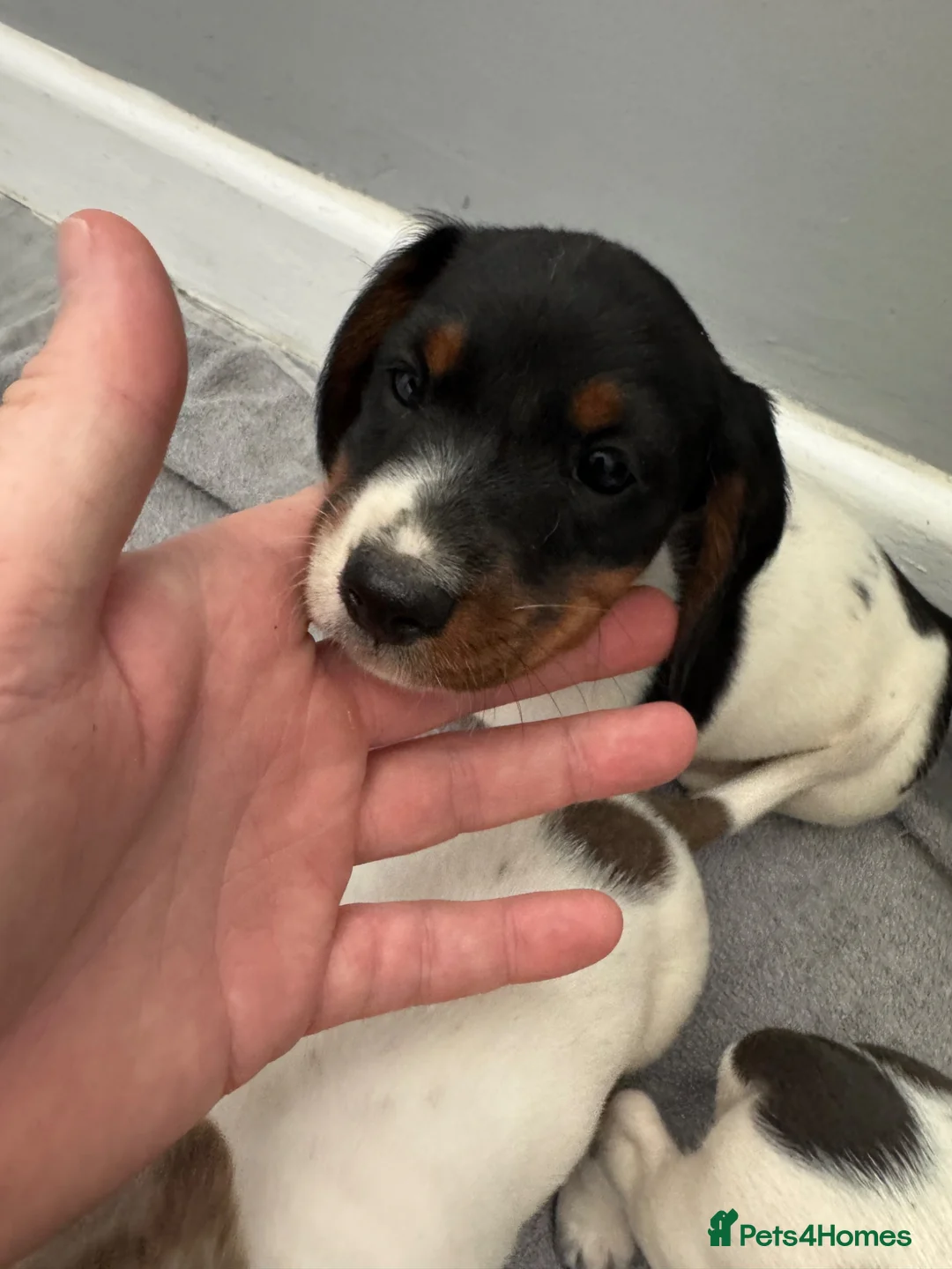 Miniature Dachshund dogs for sale: 2 boys and 2 girls left,  Miniature Dachshund   in Peterborough - Advert 14