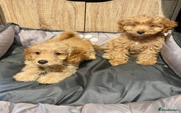 Cockapoo dogs for sale: Cockapoo Girls Ready Now - Image 4