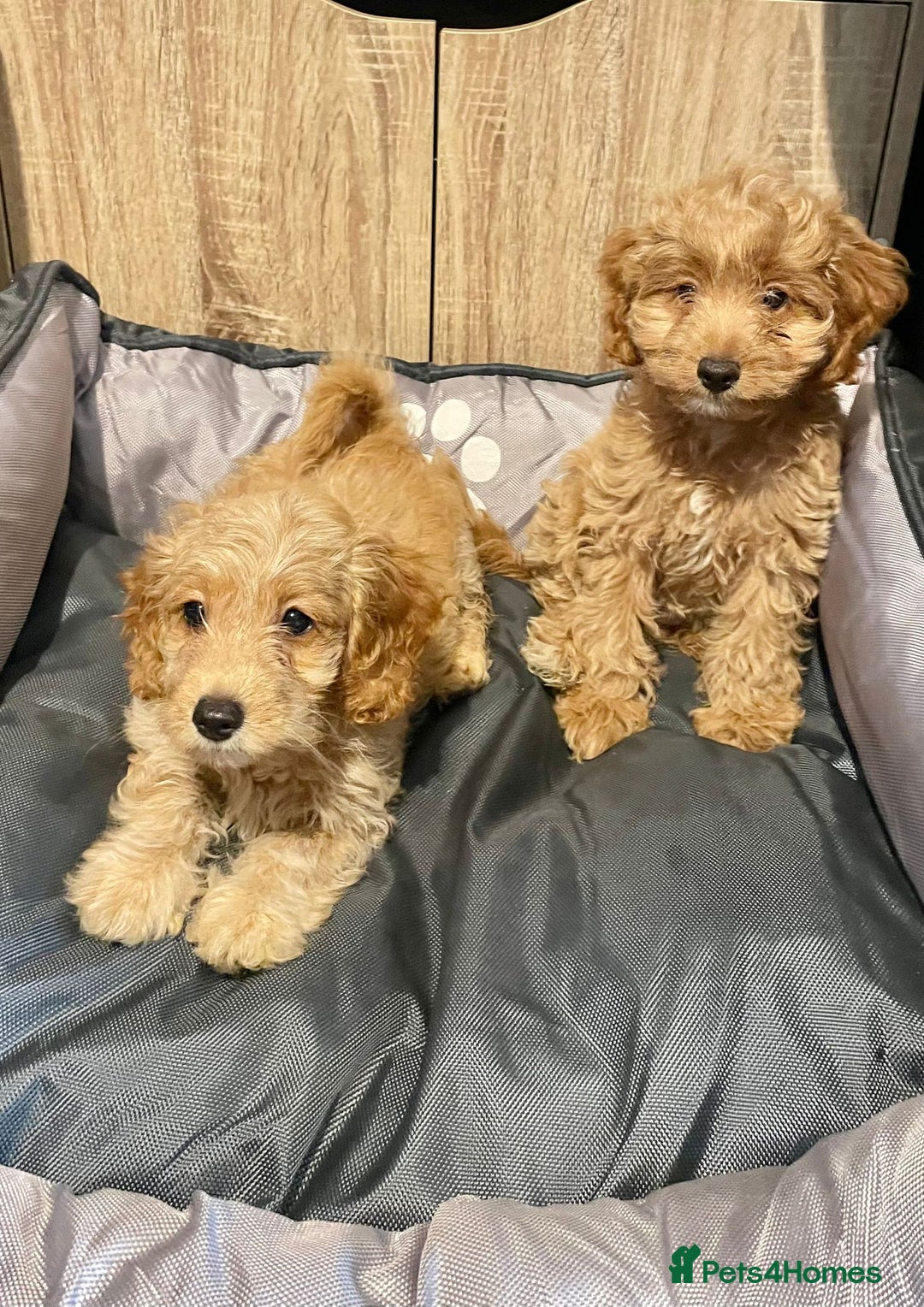 Cockapoo dogs for sale: Cockapoo Girls Ready Now - Image 4