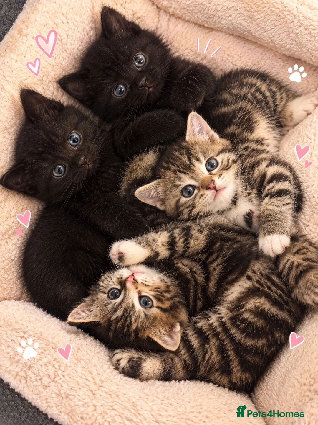 Mixed Breed cats for sale: Adorable kittens 4 tabbies and 2 black  in Harlow - Advert 2