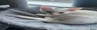White with grey/black mark in head- Cookie
