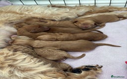 Cavapoo dogs for sale: Cavapoo puppies for sale - Image 7