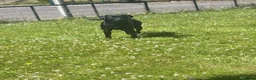 Borador dogs for sale: Raven  - Advert 4