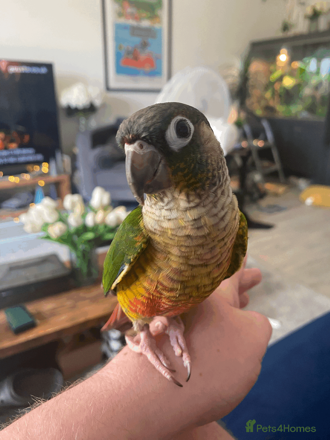 Conures birds for sale: Green Cheek Conure - Advert 10