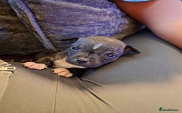 Staffordshire Bull Terrier dogs for sale: **LAST GIRL** STAFFORDSHIRE BULL TERRIOR PUPPIES - Image 27