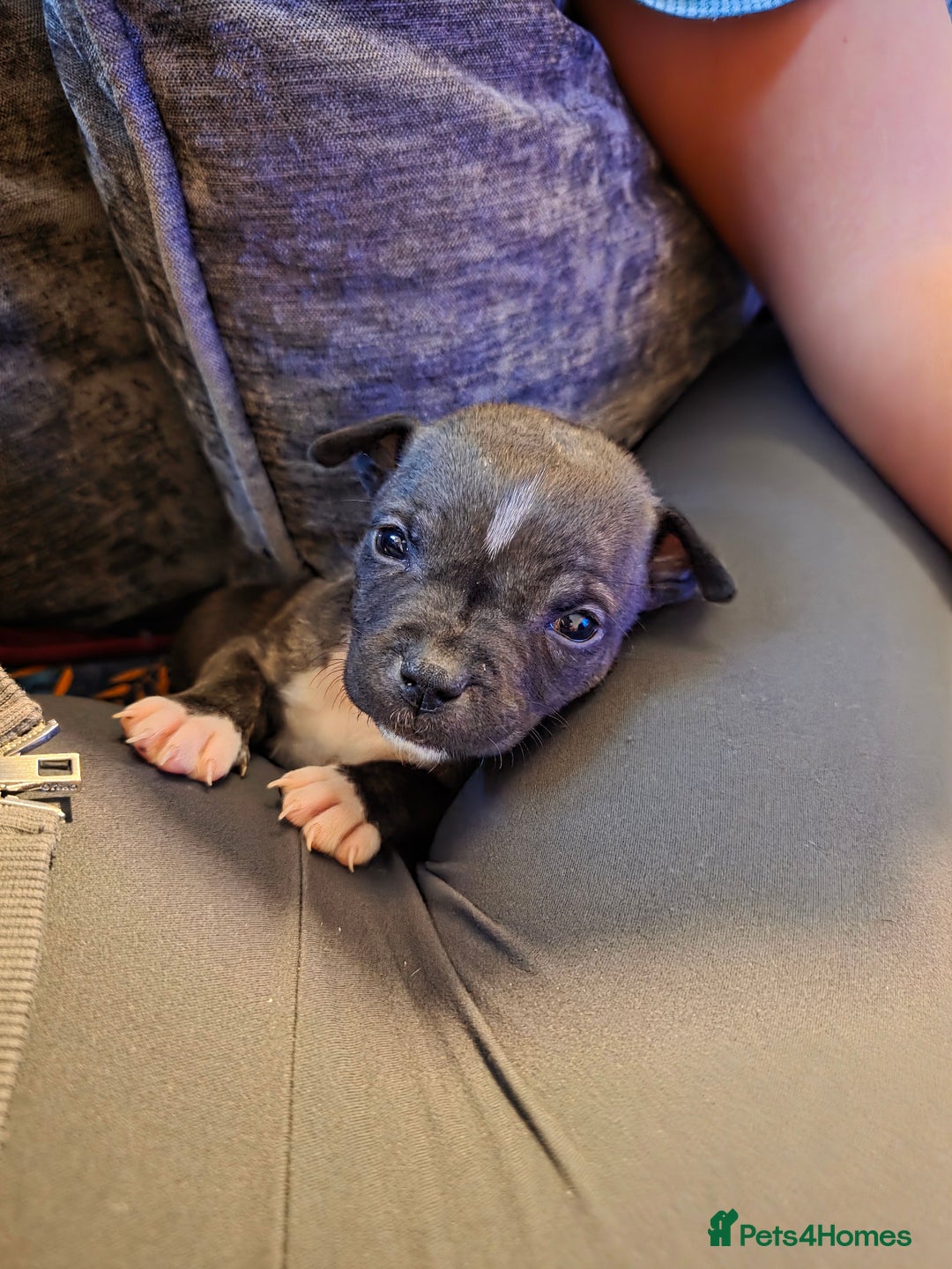 Staffordshire Bull Terrier dogs for sale: **LAST GIRL** STAFFORDSHIRE BULL TERRIOR PUPPIES - Image 27