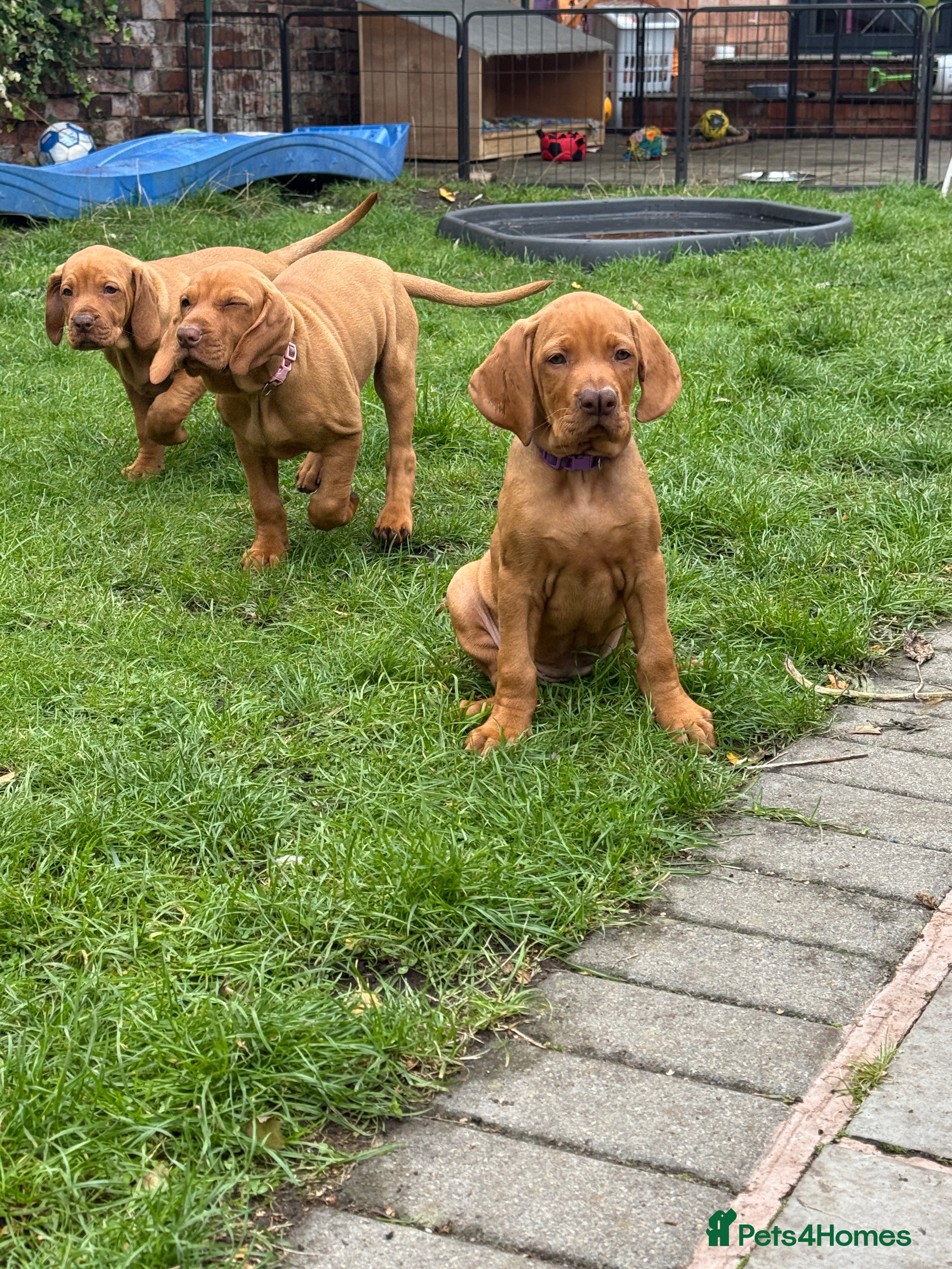 Hungarian Vizsla dogs Ready Now KC Hungarian Vizsla Puppies - Advert 2
