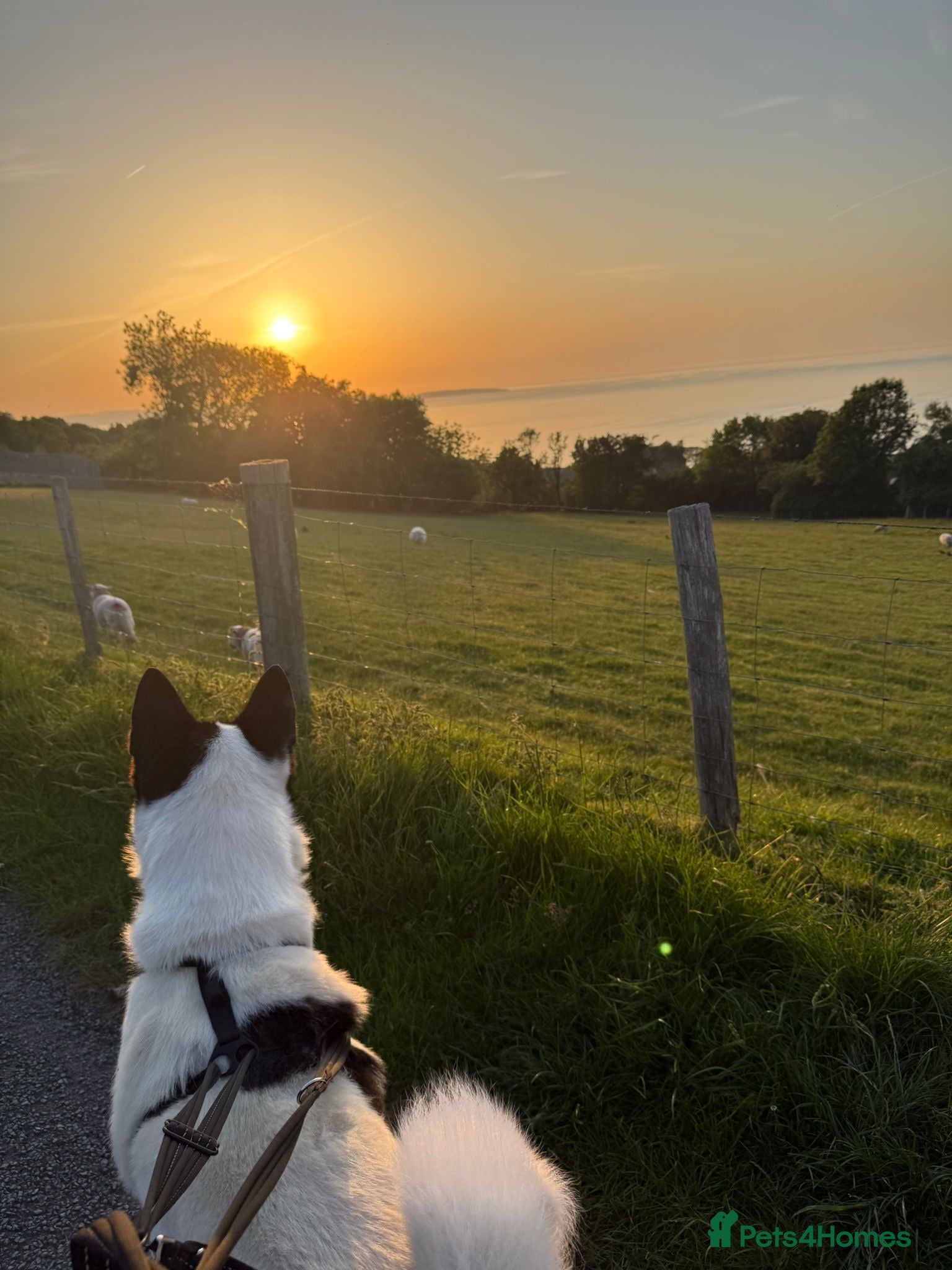 Akita dogs for sale: Kizzer in Penmaenmawr - Advert 7