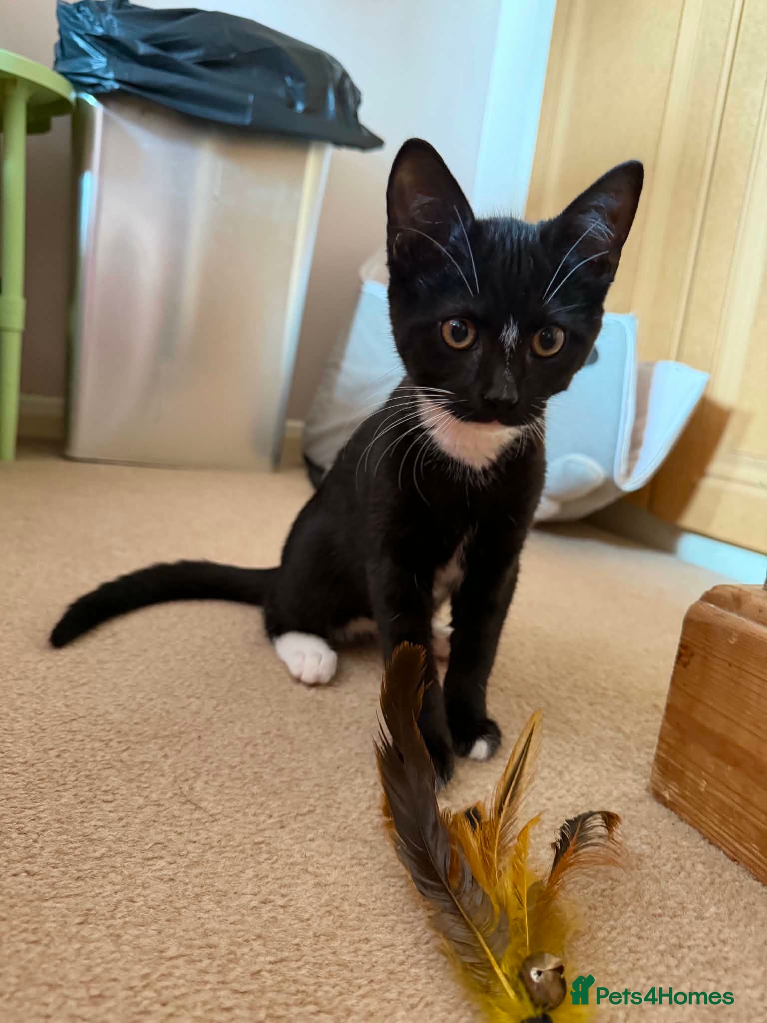 Mixed Breed cats Trigger - Taverham Norfolk  - Advert 2