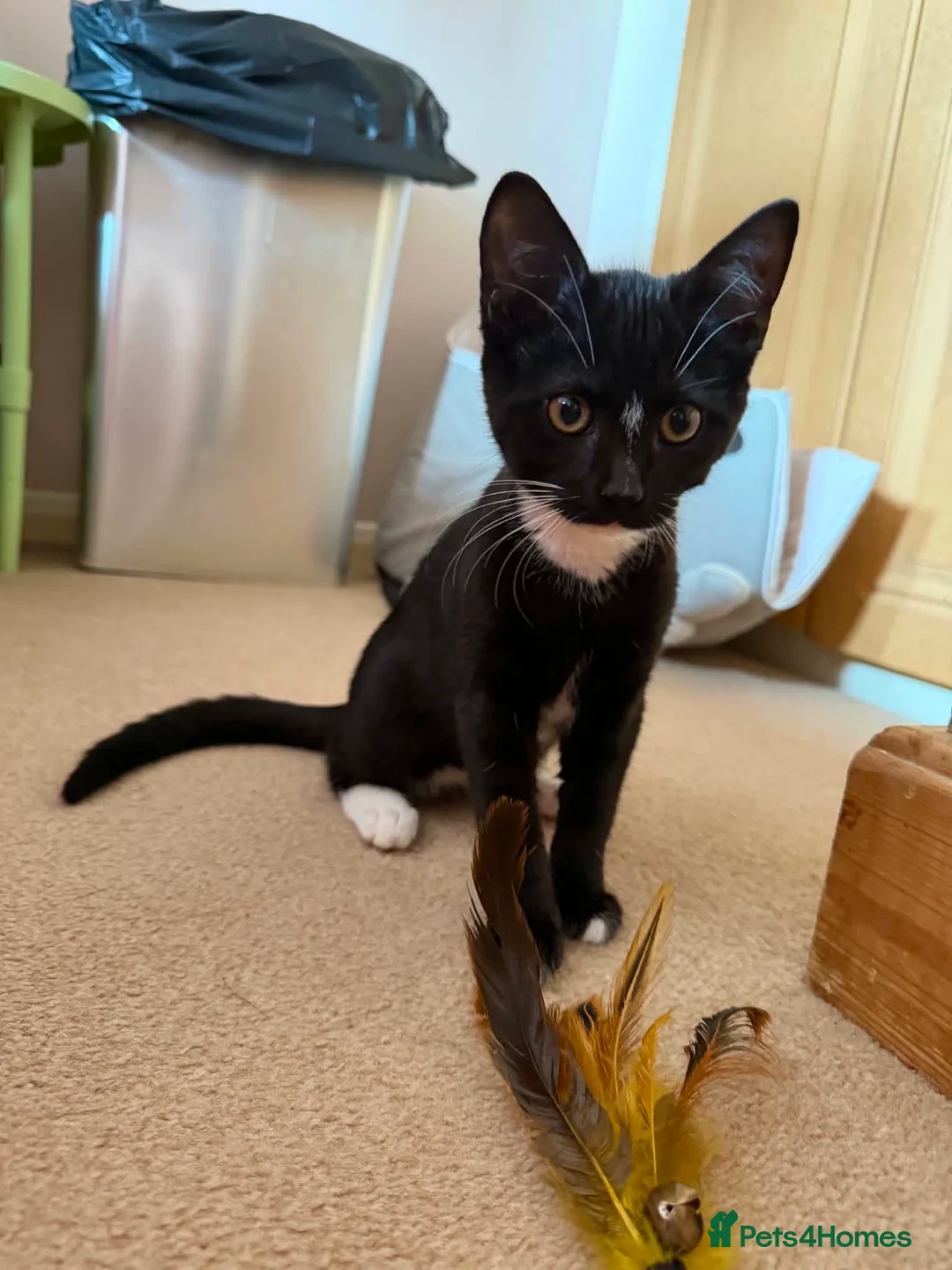 Mixed Breed cats for adoption: Trigger - Taverham Norfolk  - Advert 1