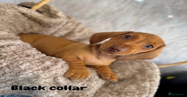 Miniature Dachshund dogs - Advert 3