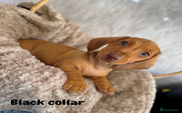 Miniature Dachshund dogs - Advert 4